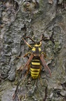 Hornissen-Glasflügler (Sesia apiformis)